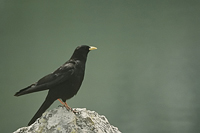 Pyrrhocorax graculus